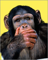 Chimpanzee with hands over mouth.