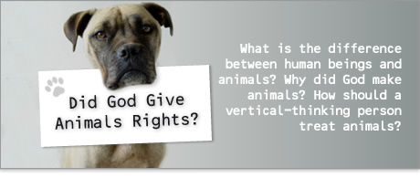 Did God Give Animals Rights?