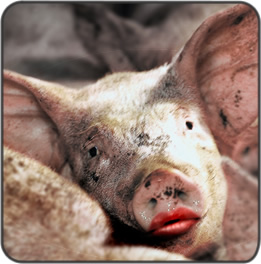 Would you kiss a pig? Photo - A pig with lipstick.